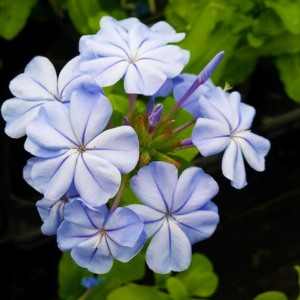 Starview Blue Flower