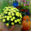 Best of Bouquet - Yellow Chrysanthemum Cookie Bouquet: By Floral Cookies
