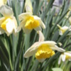 Daffodils in Julia's Yard: Photo by Julia M Usher