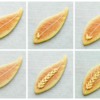 Wheat Collage: Cookies and Photos by Honeycat Cookies