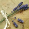 Lavender Sprigs, All Tied Up!: Photo by Laegwen