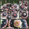 Handpainted Roses: Cookies and Photos by Teri Pringle Wood