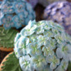 Hydrangea: Cookies and Photos by Ryoko ~Cookie Ave.
