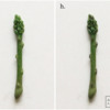 Steps 5g, h - Paint Asparagus: Photos by Aproned Artist