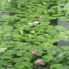 Water Lily Pond in Bangkok: Photos by Manu