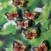 #5 - Butterflies: By Cindy Velt