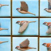 Bird in Flight Cookies - Where We're Headed!: Cookies and Photo by Aproned Artist