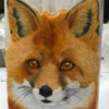 #6 - Red Fox Painted Cookie: By Elke Hoelzle