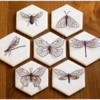 Final Insects in Flight Set: Cookies and Photo by Aproned Artist