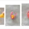 Steps 4a to 4c - Assemble Royal Icing Bud Transfer: Design and Photos by Manu