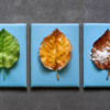 Seasonal Leaf Cookies - Where We're Headed!: Cookies and Photo by Aproned Artist
