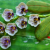 #2 - Blooming Orchid: By Icingsugarkeks