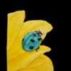 #3 - Ladybug: By yokko