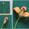 Step 5c - Attach Stems and Three Petals to Cookie: Cookie and Photos by Aproned Artist