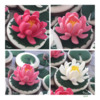Royal Icing Water Lilies: Design and Photo by Manu