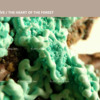 Heart of the Forest - decor: lichens